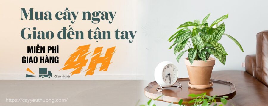 Tại sao du lịch Hạ Long là một nơi không thể bỏ qua