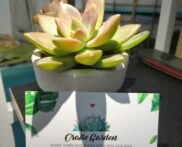 CÁCH PHƠI NẮNG CHO CÂY SEN ĐÁ