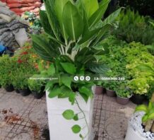 CÂY BẠCH MÃ HOÀNG TỬ CÂY NỘI THẤT ĐẸP GIÁ RẺ