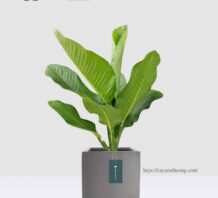 CÂY ĐẠI PHÚ GIA – CHẬU XI MĂNG,CHẬU ĐÁ MÀI VUÔNG 30X30CM