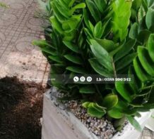 CÂY KIM TIỀN CÂY NỘI THẤT ĐẸP GIÁ RẺ