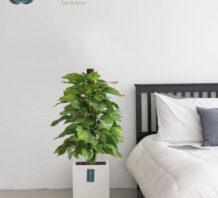TRẦU BÀ LEO CỘT – CHẬU XI MĂNG,CHẬU ĐÁ MÀI VUÔNG 30X30CM