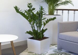 Top 18 loài cây trồng trong nhà không cần ánh sáng, dễ chăm sóc