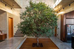 Thiết kế biophilic là cây cầu kết nối hay giữa thiên nhiên và con người