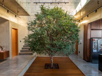 Thiết kế biophilic là cây cầu kết nối hay giữa thiên nhiên và con người
