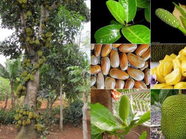 Ứng dụng của gỗ mít trong đời sống thường ngày