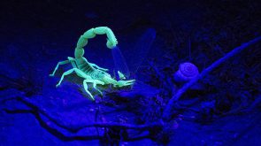Cung bọ cạp (24/10-22/11)