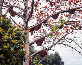 Đẹp ngỡ ngàng cây gạo đỏ rực có gần 30 đàn ong làm tổ ở Nghệ An
