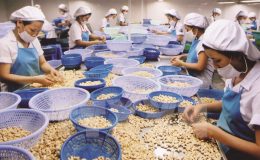 Hạt Điều Rang Muối Không Vỏ 500gr Hộp Vuông