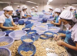 Dự báo giá điều tăng trong thời gian tới