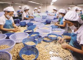 Dự báo giá điều tăng trong thời gian tới