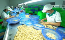 Hạt Điều Rang Muối Không Vỏ 500gr Hộp Vuông
