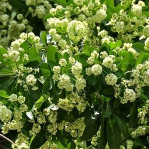 Hoa sữa không chỉ khiến người dân Hà Nội ám ảnh, trên thế giới loài hoa này ai cũng dễ gây mẫu thuẫn không thua kém