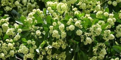 Hoa sữa không chỉ khiến người dân Hà Nội ám ảnh, trên thế giới loài hoa này ai cũng dễ gây mẫu thuẫn không thua kém