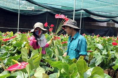 Hoa Hồng Môn | Loài hoa của tình yêu chân thành, không gian dối