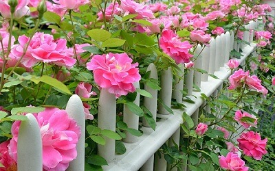Hoa Hồng Tỷ Muội | Tượng trưng cho tình cảm gia đình