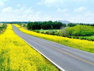 HOA CẢI NHUỘM VÀNG SẮC XUÂN JEJU