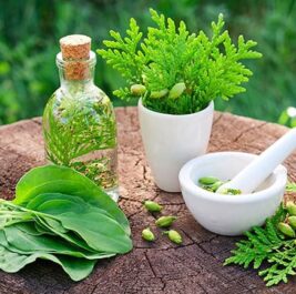 Tìm hiểu về các thành phần dầu gội thảo mộc tự nhiên