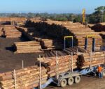 Gỗ tròn tại bang Victoria Úc vị cấm xuất khẩu sang Trung Quốc do bọ vỏ cây