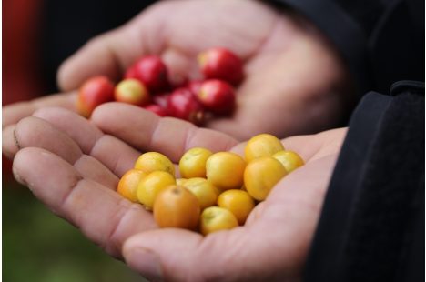 SẢN PHẨM CÀ PHÊ ROBUSTA CHẾ BIẾN ƯỚT R1