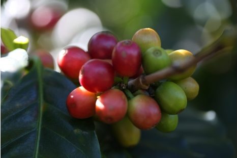 SẢN PHẨM CÀ PHÊ ROBUSTA CHẾ BIẾN ƯỚT R1