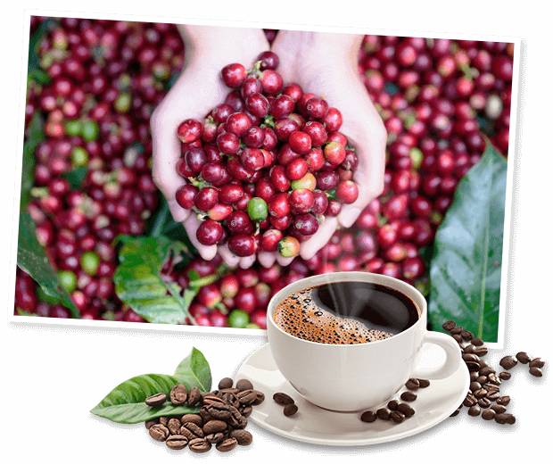 SẢN PHẨM CÀ PHÊ ROBUSTA CHẾ BIẾN ƯỚT R1