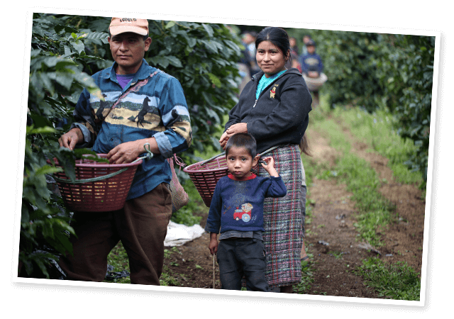 SẢN PHẨM CÀ PHÊ ROBUSTA CHẾ BIẾN ƯỚT R1