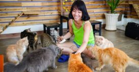 Mô hình quán cafe thú cưng đẹp cực mê