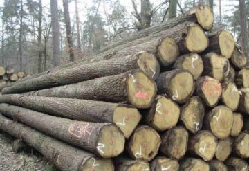 Giải đáp thắc mắc về gỗ tần bì tự nhiên