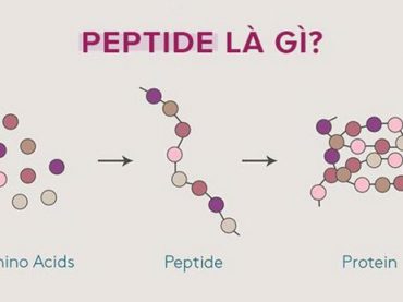 CÁC LỢI ÍCH CHO DA CỦA HOẠT CHẤT PEPTIDE