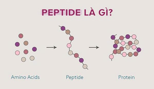 CÁC LỢI ÍCH CHO DA CỦA HOẠT CHẤT PEPTIDE
