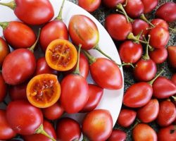 Xuất hiện loại cà chua lạ ở Việt Nam