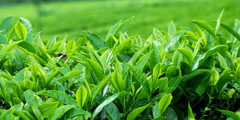 Tại sao du lịch Hạ Long là một nơi không thể bỏ qua