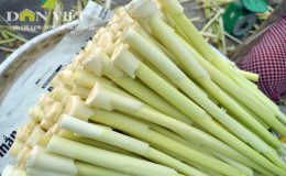 Bồn Bồn đặc sản ngon tuyệt