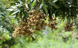 Nhãn Da Bò đặc sản quê hương