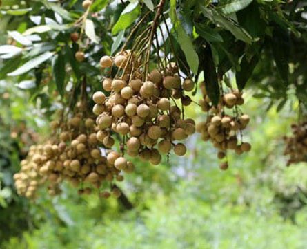 Nhãn Da Bò đặc sản quê hương