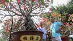 Cụ ông U90 trồng sứ ‘khủng’ bán mỗi chậu cả trăm triệu đồng