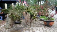Nhất chi mai cổ mọc trên gốc gỗ quý giá chục triệu đồng hút khách