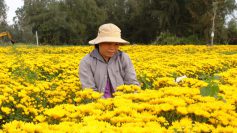 Vựa cúc xứ Quảng ‘cháy’ hàng