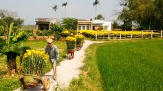 Làng hoa Bình Định trúng đậm hoa cúc Tết, thu về hàng tỉ đồng