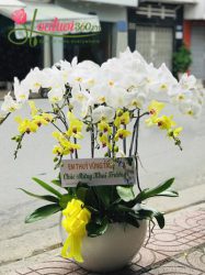 Chậu hoa lan hồ điệp trắng vàng