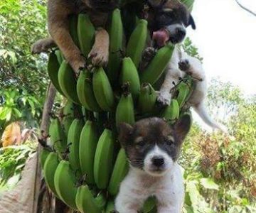 Em xin lỗi trời nóng quá trèo lên cây chuối cho mát