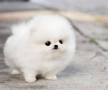 Con chó vui cuộc họp Con vật dễ thương [Vui vật nuôi]
