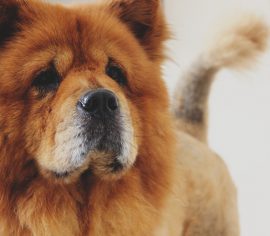 Lý do tại sao & Cách giảm thiểu sự rụng lông của Chow Chows