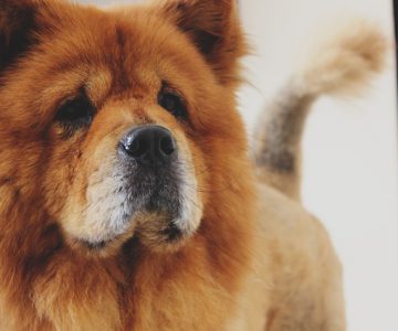 Lý do tại sao & Cách giảm thiểu sự rụng lông của Chow Chows