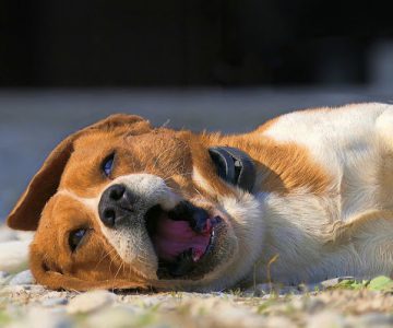 Những giống chó nào là tốt nhất cho gia đình có trẻ em?