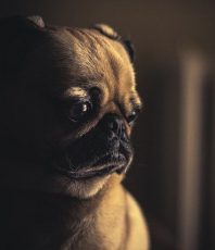 Mẹo chăm sóc chó con