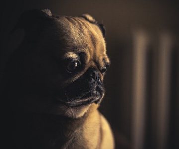Mẹo chăm sóc chó con