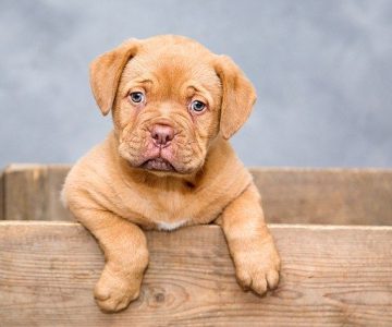 Cách chăm sóc chó mới của bạn