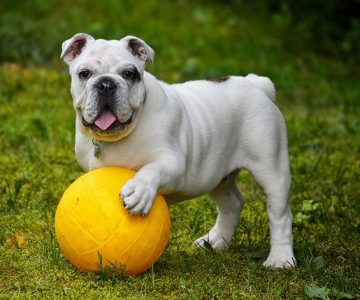 11 cách chăm sóc chó của bạn khi nó già đi